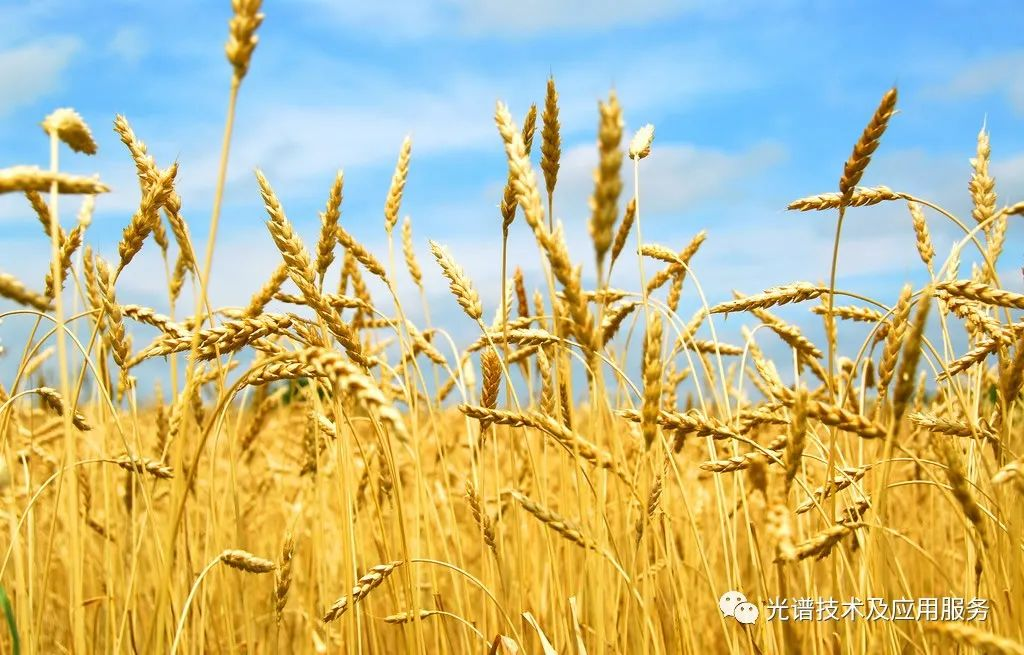 冬小麦病虫害的高光谱识别方法研究