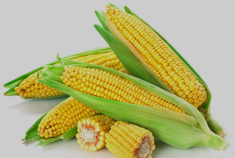 高光谱成像仪可以监测玉米基因型和生长状况吗？