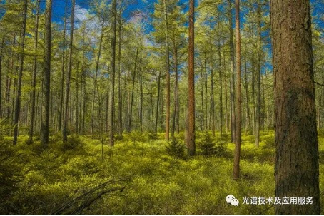  地物光谱在林业遥感中的应用 