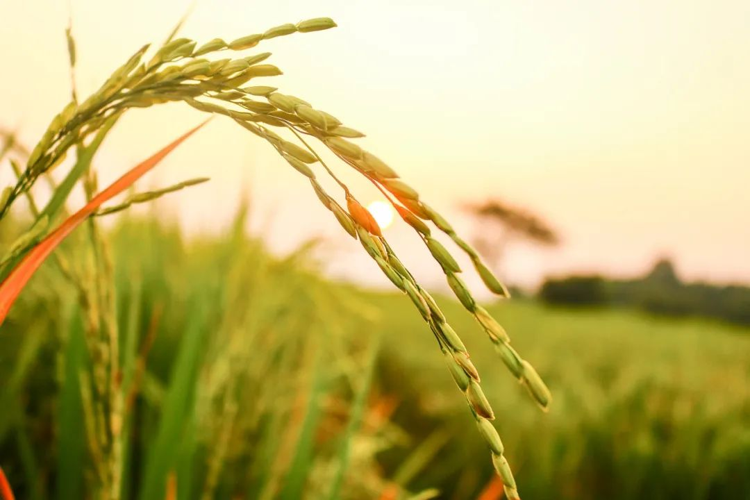 利用独立变量分析与高光谱植被指数模型监测成熟期水稻中砷污染