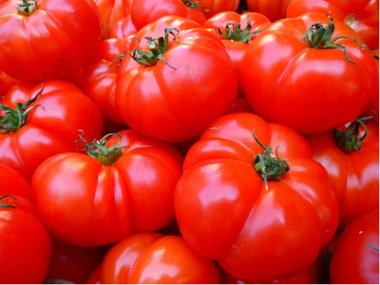 基于NIR高光谱成像技术的番茄叶片叶绿素含量检测