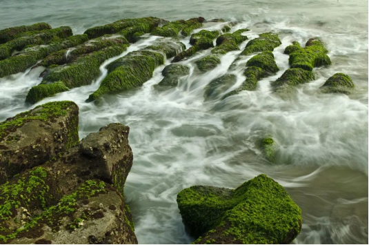 内陆水体藻类叶绿素浓度与反射光谱特征的关系