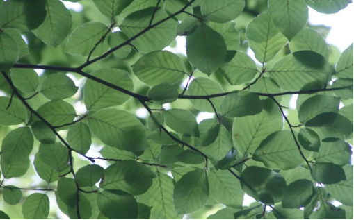 不同树种叶片养分含量提取的高光谱方法及精度评价