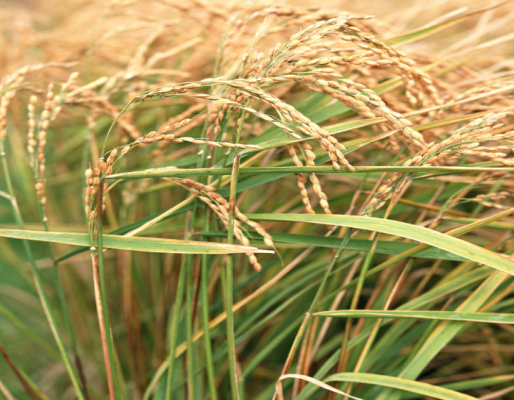 基于无人机高光谱遥感的水稻氮营养诊断方法