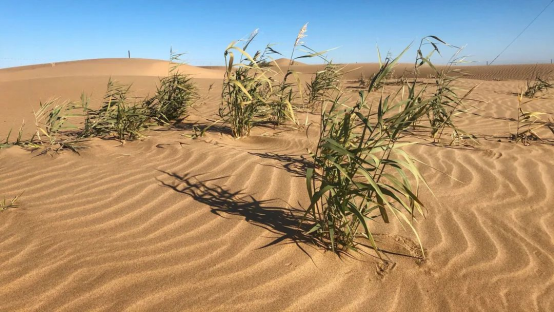 乌兰布和沙漠边缘几种典型植被地物光谱特性研究