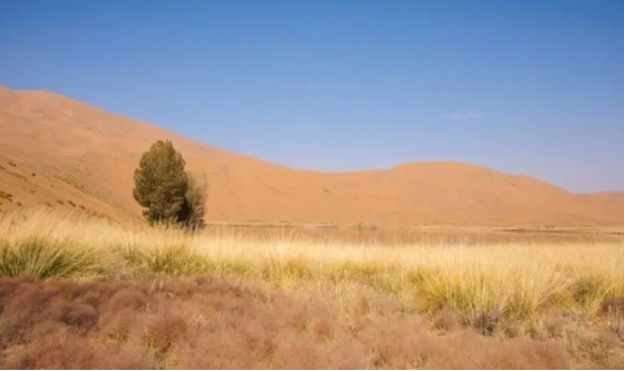 基于无人机高光谱遥感的荒漠草原覆盖度提取方法研究