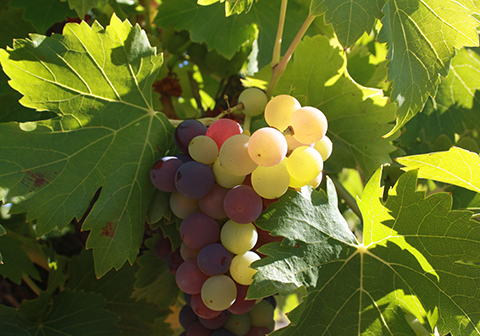 利用归一化植被指数评价酿酒葡萄生长状况的研究