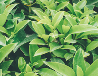 植被的地物光谱特性