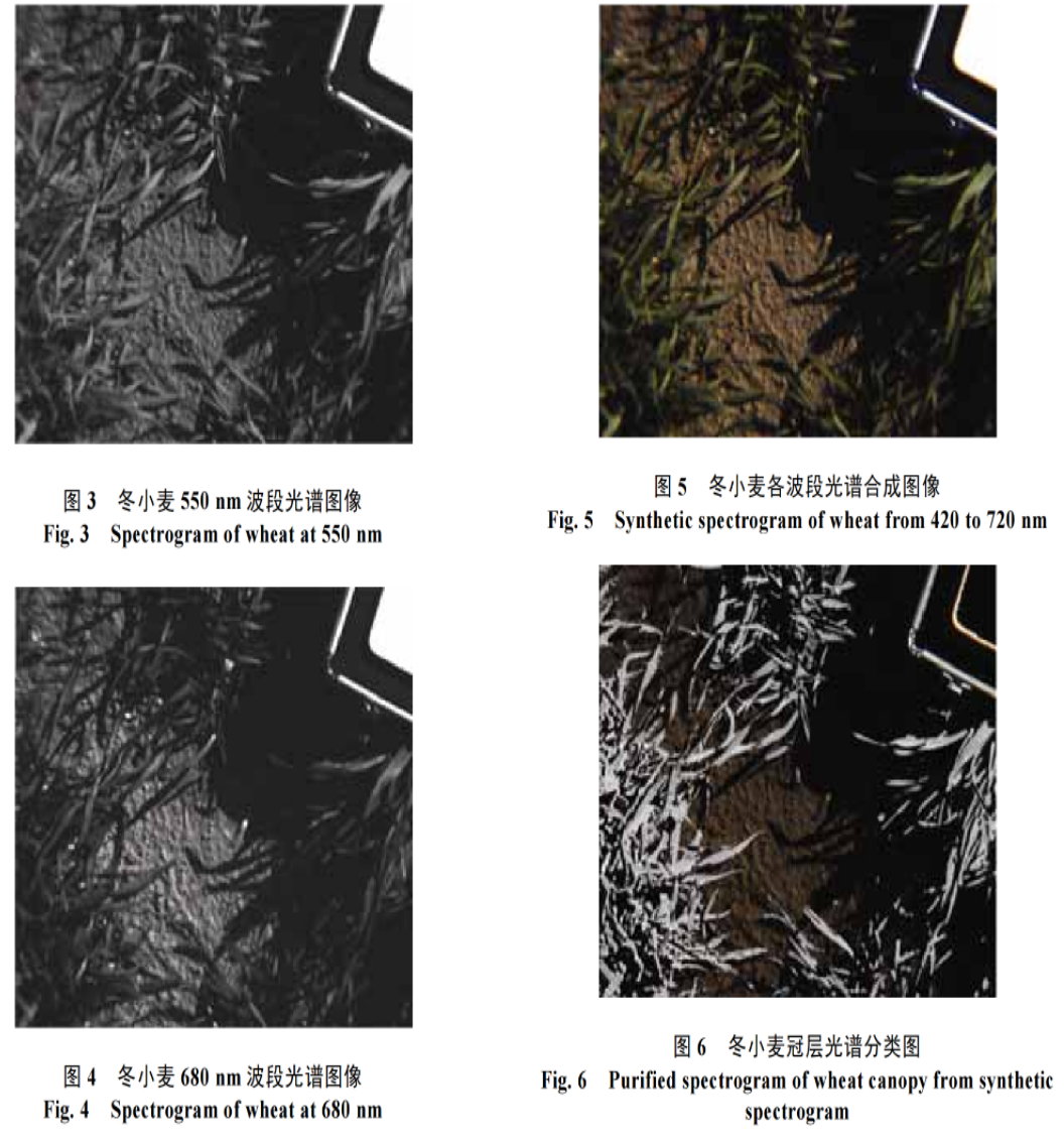 基于成像光谱仪的冬小麦苗期冠层叶绿素密度监测