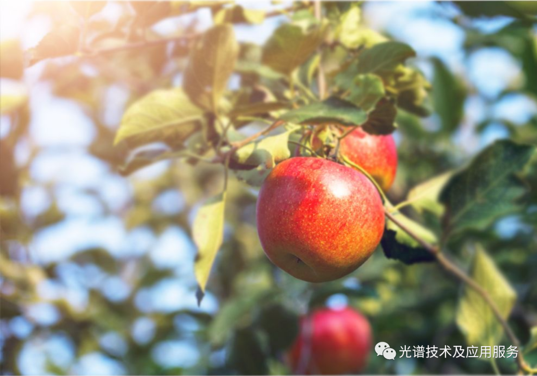 红富士苹果叶片全钾含量高光谱预测研究
