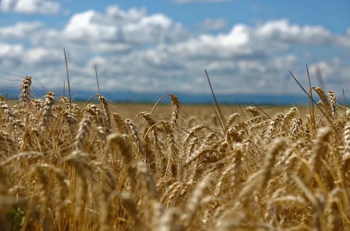冬小麦条锈病的光谱曲线特征