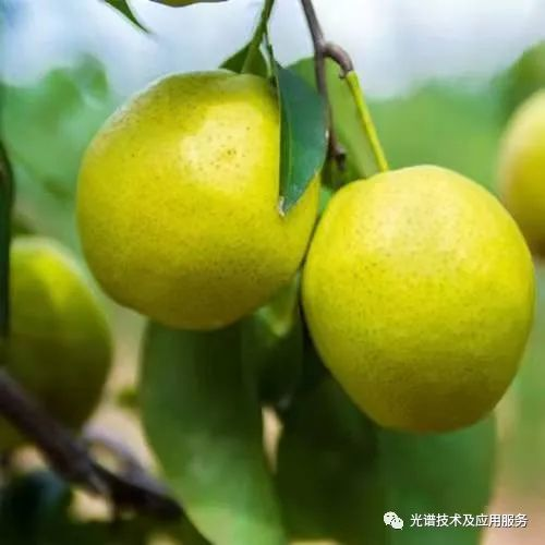 基于高光谱技术检测香水梨硬度的研究