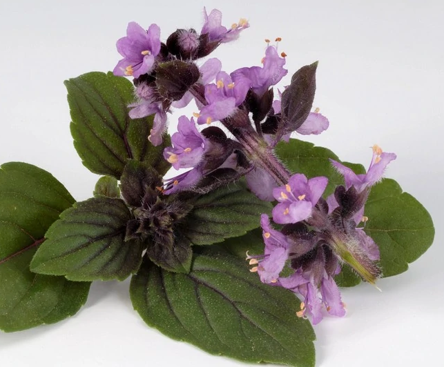 高光谱成像技术在两种作物上的镉胁迫应用