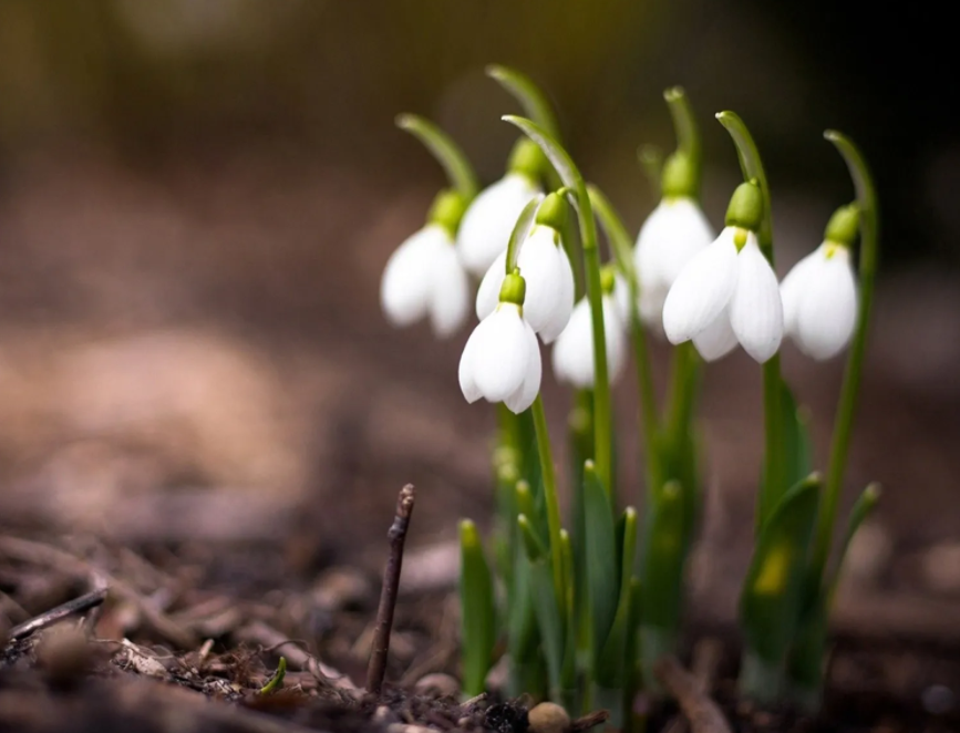 高光谱成像技术应用于植物根系表型研究