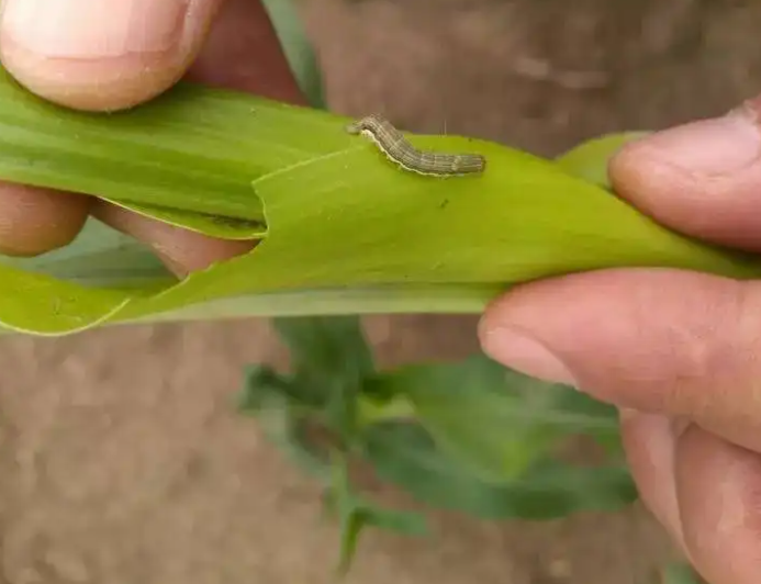 高光谱成像技术可以应用在病虫害农业中吗？