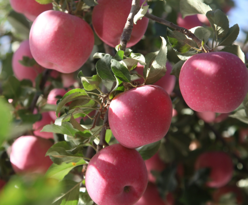 高光谱成像技术可以应用于苹果精准分级吗？