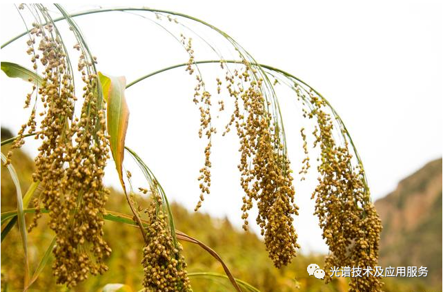 基于低空无人机遥感的高粱生长状况监测