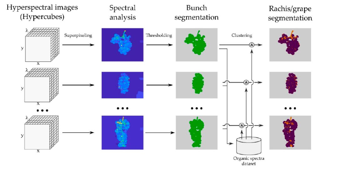 利用高光谱成像仪检测葡萄白粉病