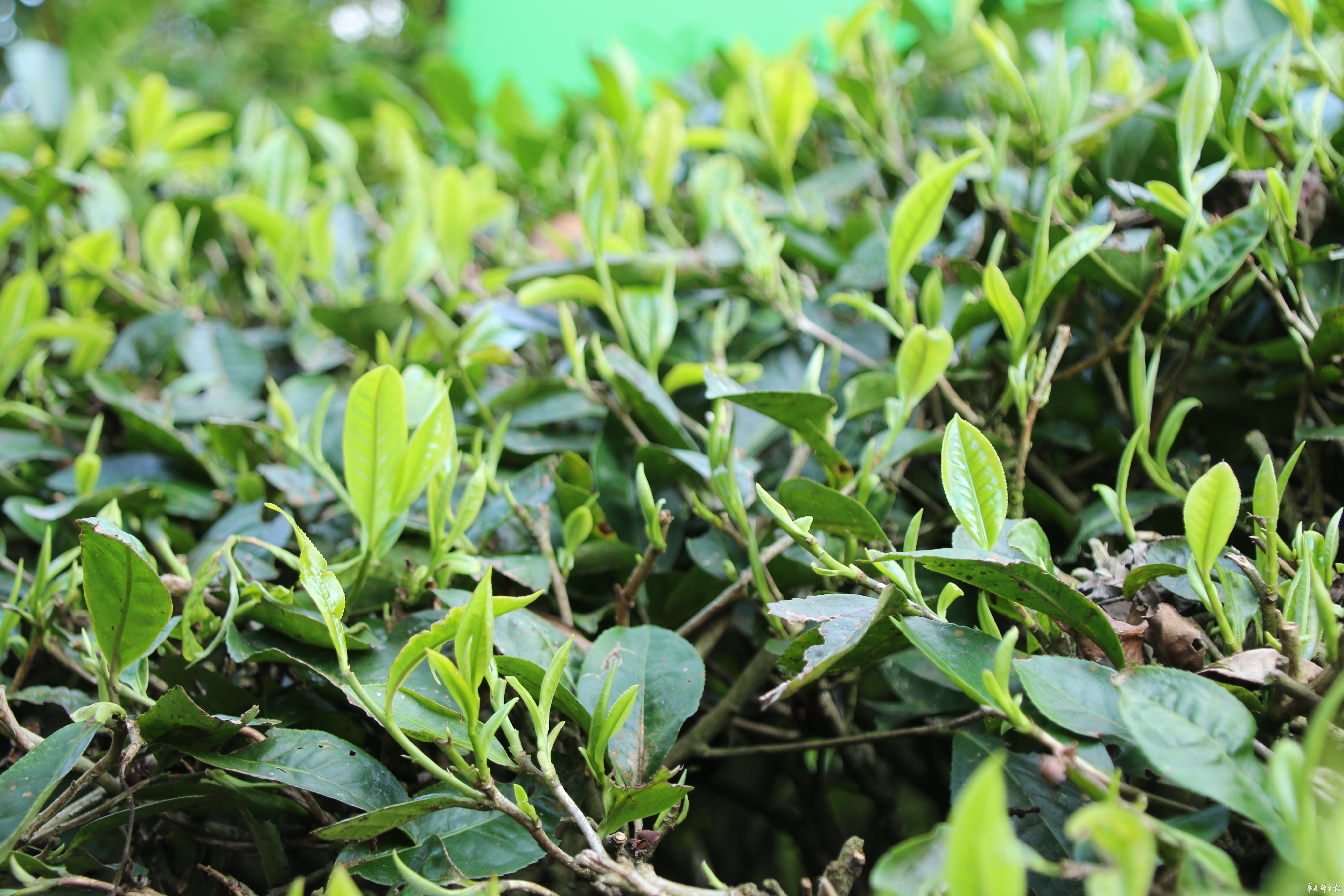 高光谱无人机遥感影像识别技术在茶园病虫害中的应用