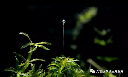 水体悬浮物浓度对大型沉水植物黑藻反射光谱的影响