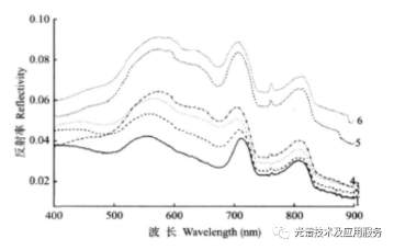 水体中不同悬浮物浓度条件下黑藻群落的光谱特征