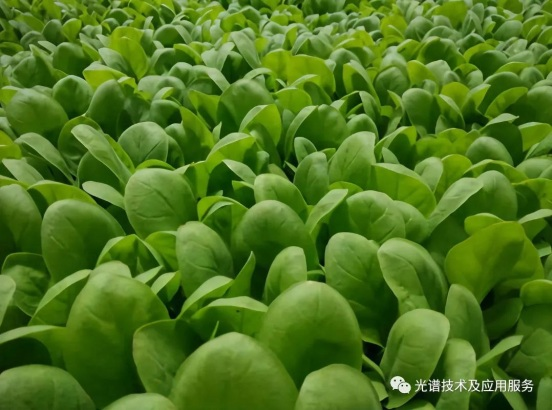 高光谱遥感技术在烟草中的应用综述