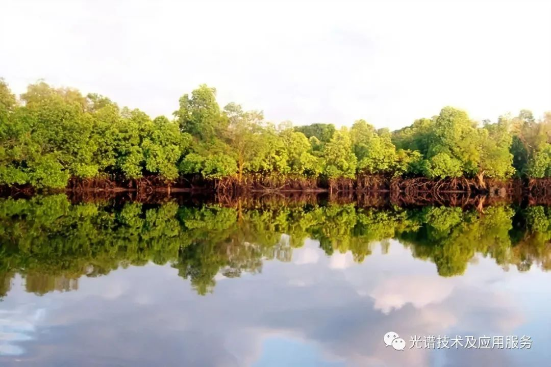   一种红树林亚种分类的无人机高光谱遥感方法