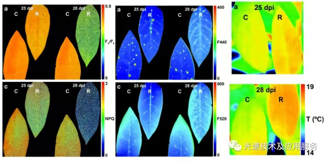 无损检测技术在作物病害检测中的研究综述