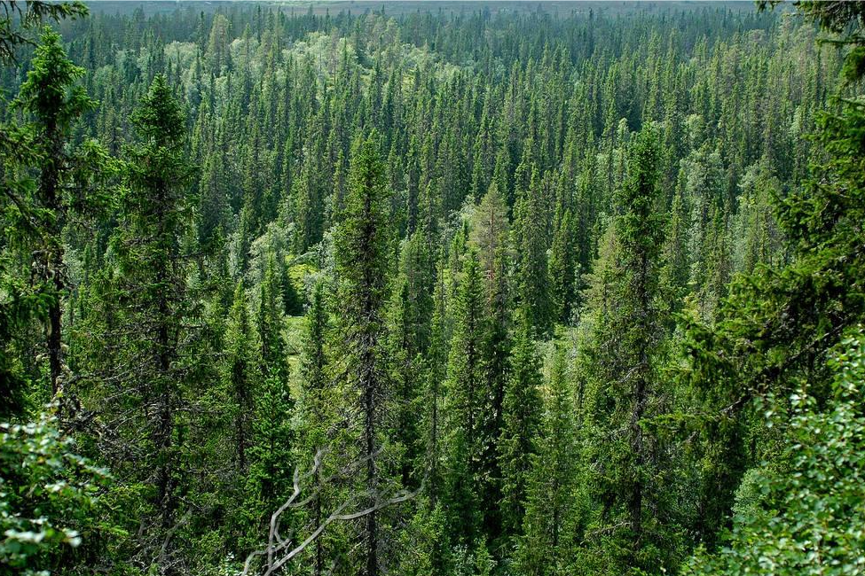 高光谱遥感获取伐区调查数据的应用综述