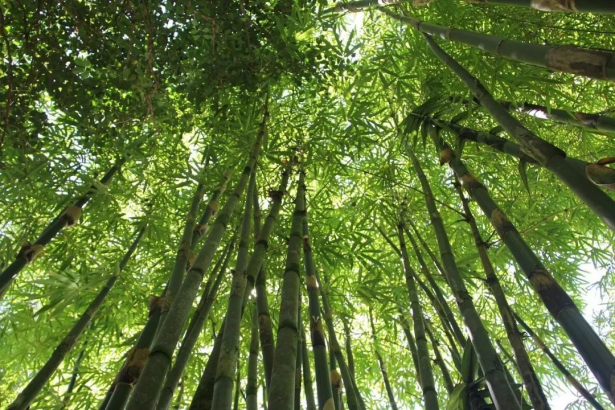 基于地物光谱季节曲线特征的毛竹林分布提取