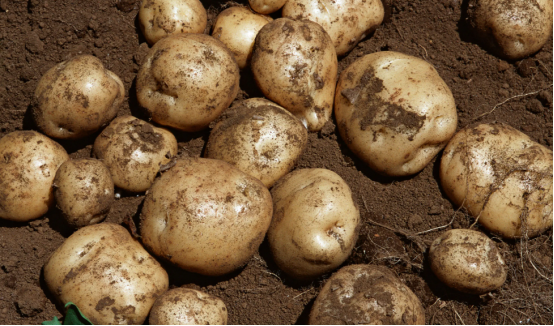 无人机高光谱相机研究马铃薯株高和地上生物量估算