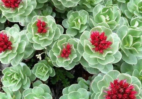 高光谱成像技术鉴别大花红景天和四裂红景天