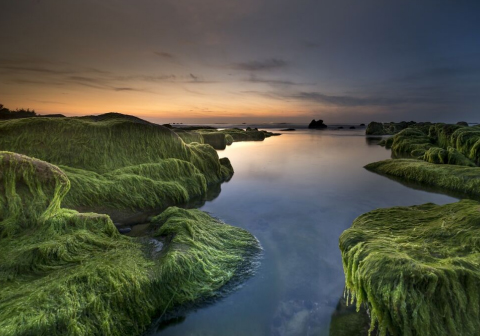 基于高光谱成像技术的赤潮藻种鉴别和浓度测量方法