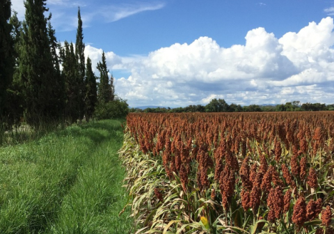 基于高光谱成像技术的高粱农药残留种类检测研究