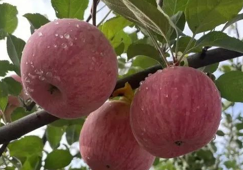 苹果叶片氮素含量高光谱检测研究