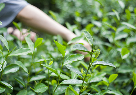 茶树叶片铅含量与茶树叶片光谱反射率相关性研究