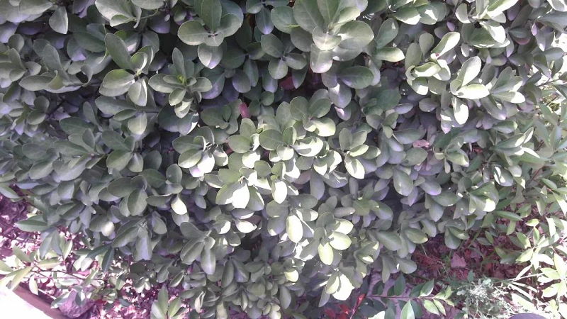 手持式地物光谱仪植物测量
